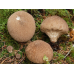 Мицелий Дождевика умбрового / Дождевик коричневый (Lycoperdon umbrinum)